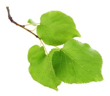 Taze yeşil yapraklı ağaç dalı beyaza izole edilmiş.