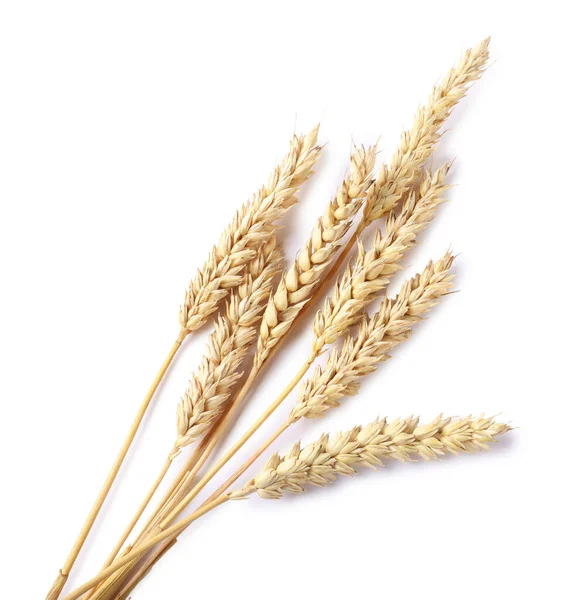 Birçok kuru buğday kulağı beyaz, üst görünümde izole