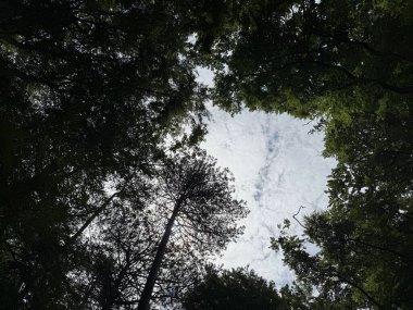 Parktaki güzel yeşil ağaçlar, alt manzara.