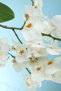 Ayna yüzeyinde su damlaları olan güzel orkide çiçekleri, yakın çekim