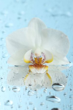 Güzel orkide çiçeği ve su aynanın yüzeyine düşer, yakın plan