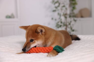 Şirin Shiba Inu yavrusu evde oyuncakla oynuyor.