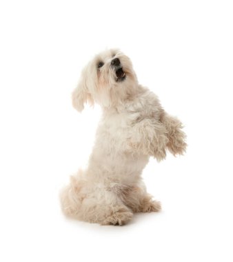 Beyaz arka planda şirin bir Malta köpeği. Sevimli hayvan.