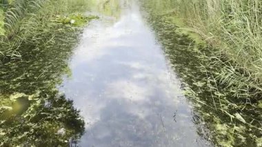 Yazın parkta güzel ağaçlar ve nehirler. Kamera yukarı hareket ediyor