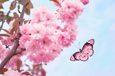 Bahar titreşimleri. Kelebek açık havada çiçek açan ağaçların pembe çiçeklerine doğru uçuyor.