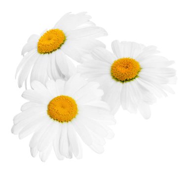 Taze papatyalar beyazda izole edilmiş. Güzel çiçekler.