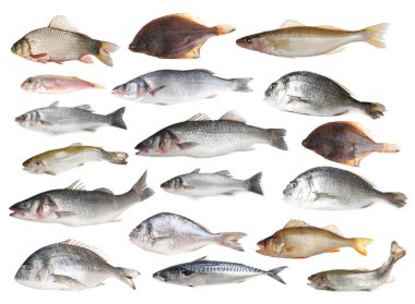 Farklı türde çiğ balıklar beyaza izole edilmiş, kolaj