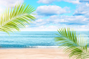 Tropik sahilde yeşil palmiye yaprakları. Okyanus dalgaları kumda yuvarlanıyor