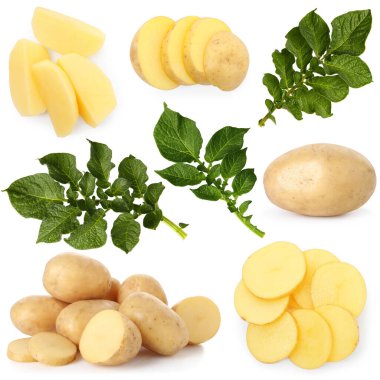 Beyaz yapraklı taze çiğ patates, kolaj.