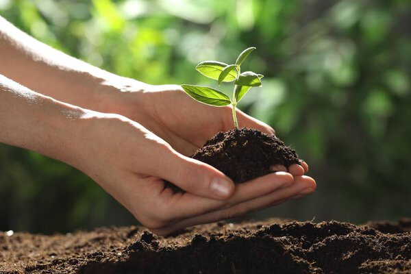 Woman holding soil with young plant outdoors, closeup