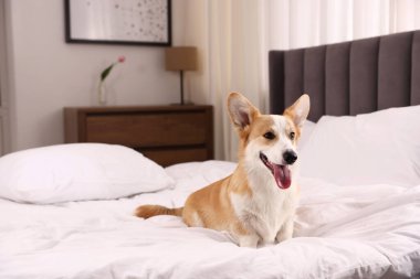 Evcil hayvan dostu otel. Şirin köpek yatağın içinde oturuyor.