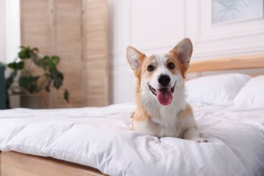 Evcil hayvan dostu otel. Yatakta sevimli bir köpek, mesaj için de yer var.