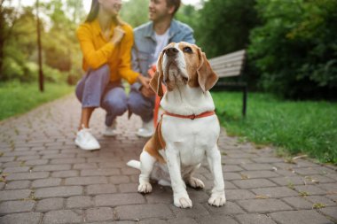 Parkta sevimli Beagle köpeği olan çift, yakın plan.