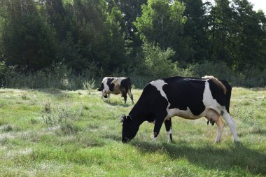 Kırsalda yeşil çimlerde otlayan güzel inekler.