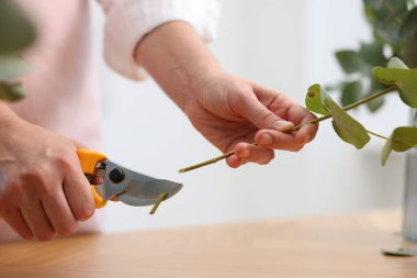 Çiçekçinin ahşap masasında okaliptüs dallarından güzel bir buket yapıyor.