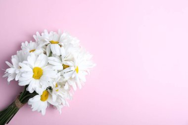 Açık pembe arka planda güzel papatya çiçekleri, üst manzara. Metin için boşluk