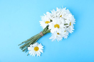 Açık mavi arka planda güzel papatya çiçekleri, üst manzara.