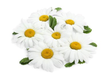 Beyaz yapraklı güzel papatya çiçekleri