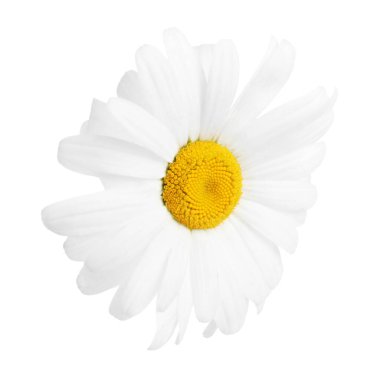 Güzel bir papatya çiçeği, beyaz manzarada izole edilmiş.