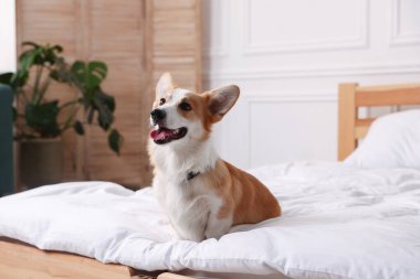 Evcil hayvan dostu otel. Şirin köpek yatağın içinde oturuyor.