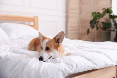 Evcil hayvan dostu otel. Yatakta tatlı bir köpek var.