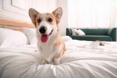 Evcil hayvan dostu otel. Şirin köpek yatağın içinde oturuyor.