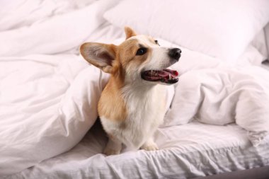 Evcil hayvan dostu otel. Yatağında battaniyeyle oturan sevimli bir köpek.