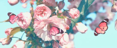 Pembe çiçekleri ve açık havada güzel kelebekleri olan çiçek açan bahar ağacı. Pankart tasarımı
