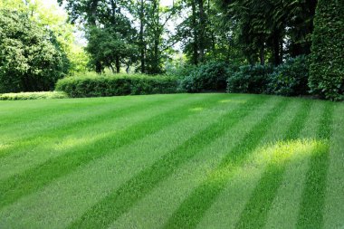 Açık havada çizgili taze yeşil çimen.