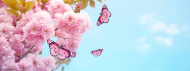 İlkbahar. Mavi gökyüzüne karşı çiçek açan pembe ağaçların etrafında uçan kelebekler. Pankart tasarımı