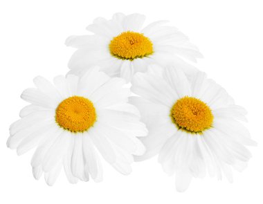 Güzel taze papatya çiçekleri beyazda izole edilmiş.