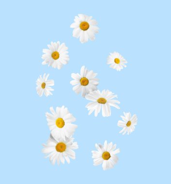 Güzel papatya çiçekleri açık mavi arkaplana düşüyor