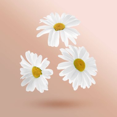 Güzel papatya çiçekleri bej renkli arkaplana düşüyor