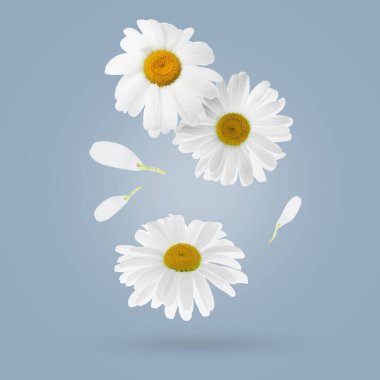 Gri arka planda düşen güzel papatya çiçekleri