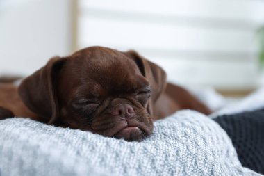 Şirin Brabancon Griffon köpeği evcil hayvan yatağında uyuyor.