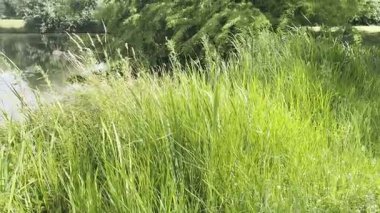 Yazın parkta güzel ağaçlar ve nehirler. Kamera hareket ediyor