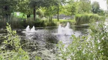 Yaz günü nehirde yüzen güzel kuğular.