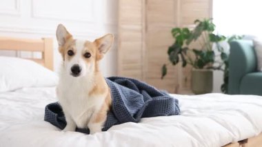 Evcil hayvan dostu otel. Yatakta havluyla oturan sevimli köpek, kamera ilerliyor.