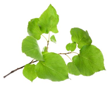 Taze yeşil yapraklı ağaç dalı beyaza izole edilmiş.