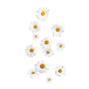 Beyaz arka planda düşen güzel papatya çiçekleri