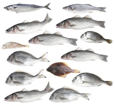 Farklı türde çiğ balıklar beyaza izole edilmiş, kolaj