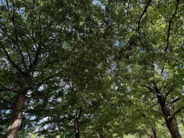 Mavi gökyüzünün altında büyüyen yeşil yaprakları olan güzel bir ağaç.