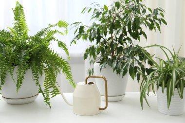 Sulama kutusu ve beyaz masadaki farklı bitkiler.