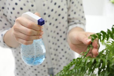 Genç bir kadın, güzel çiçekleri kapalı mekandaki şişelerden su püskürtüyor.