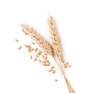 Birçok kurutulmuş buğday kulağı ve tohum beyaz, üst görünümde izole