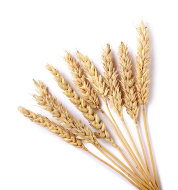 Birçok kuru buğday kulağı beyaz, üst görünümde izole