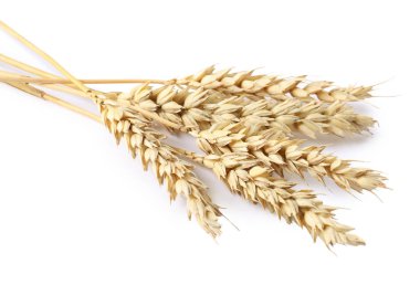 Birçok kurutulmuş buğday kulağı beyaza izole edilmiş.