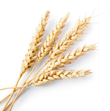 Birçok kuru buğday kulağı beyaz, üst görünümde izole