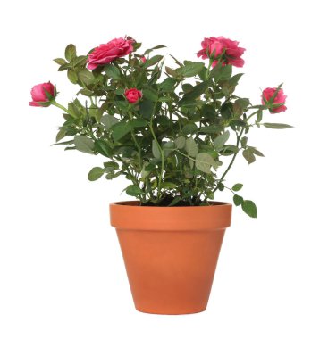 Güzel saksı çiçekleri beyaz üzerine izole edilmiş.