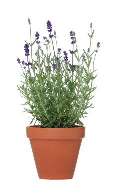 Beyaz tencereye izole edilmiş güzel lavanta bitkisi.